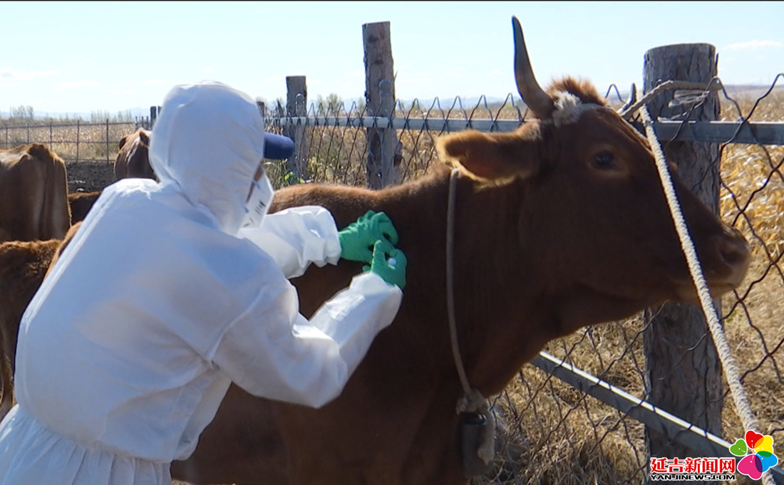 延吉市朝陽川鎮12000頭牛注射牛布病疫苗加強免疫